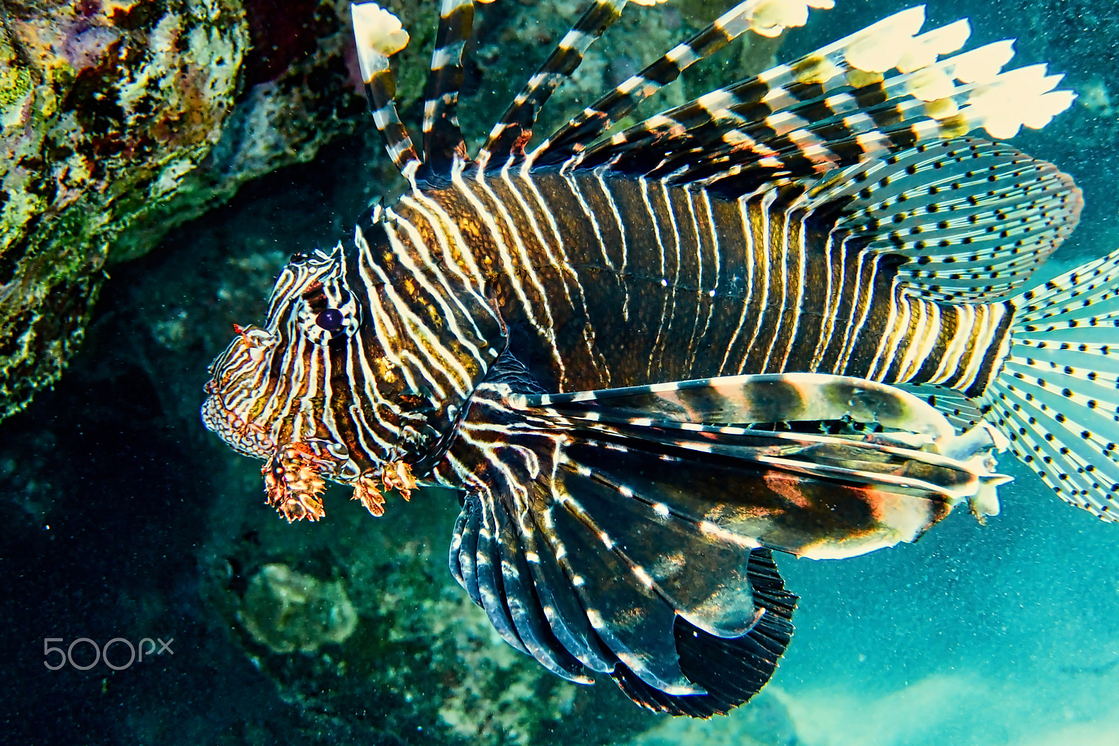 Nikon 1 AW1 sample photo. The lion fish - (pterois volitans) photography