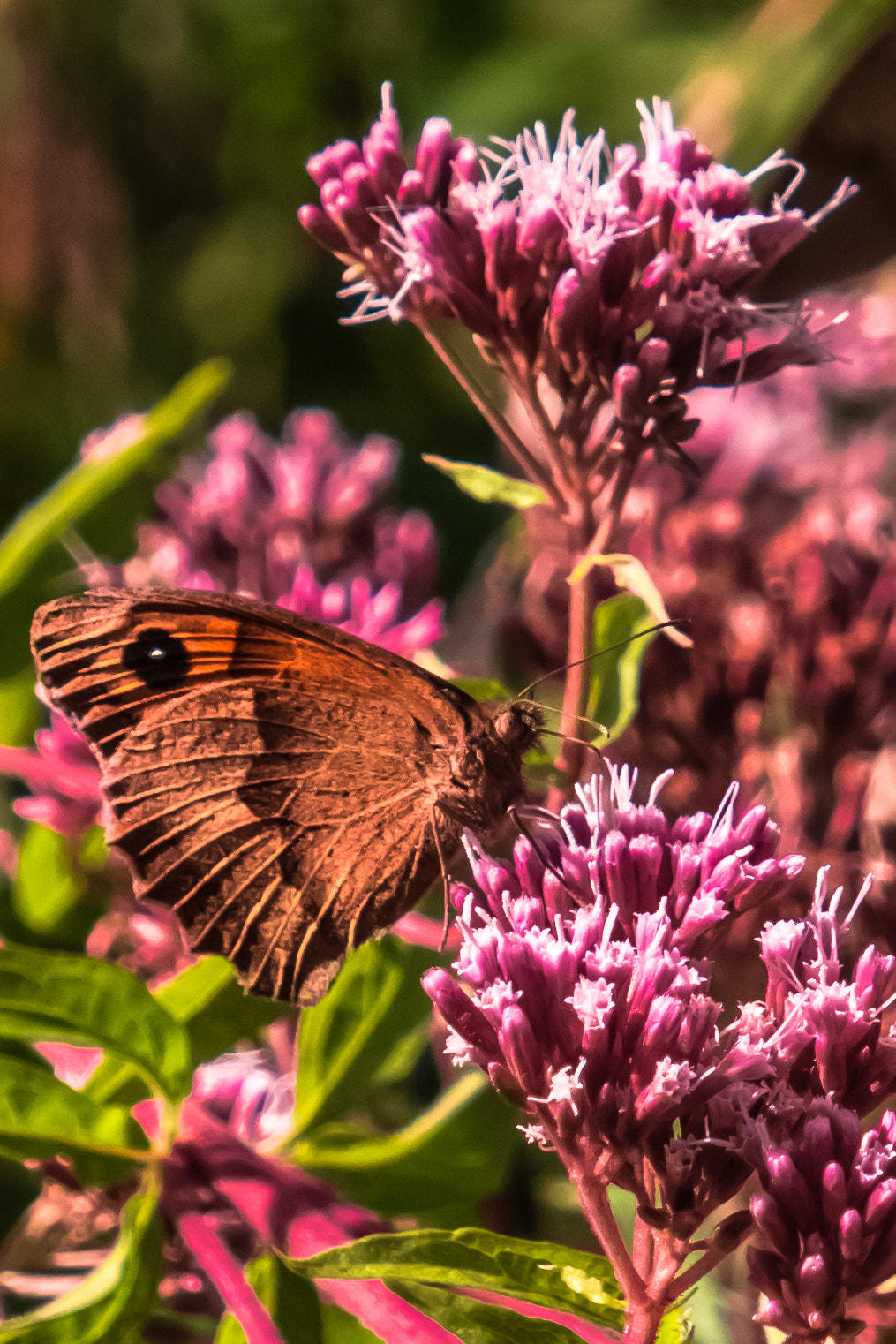 Samsung NX500 sample photo. Light butterfly photography