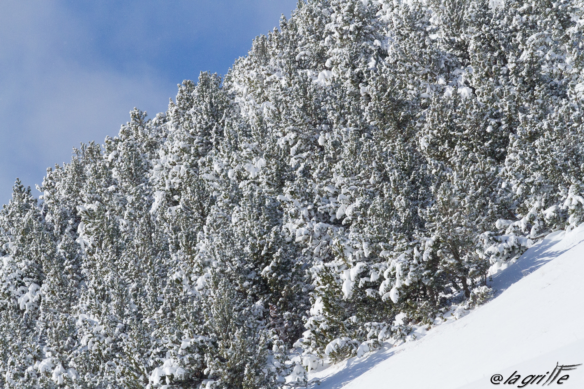 Canon EF-S 55-250mm F4-5.6 IS STM sample photo. Symmetree photography