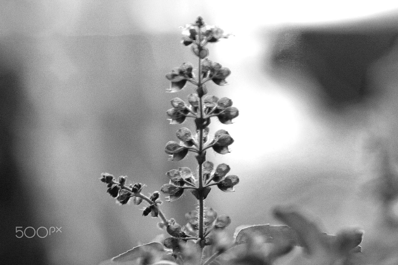 Canon EOS 500D (EOS Rebel T1i / EOS Kiss X3) + Sigma 50mm f/2.8 EX sample photo. The beauty of black and white photography