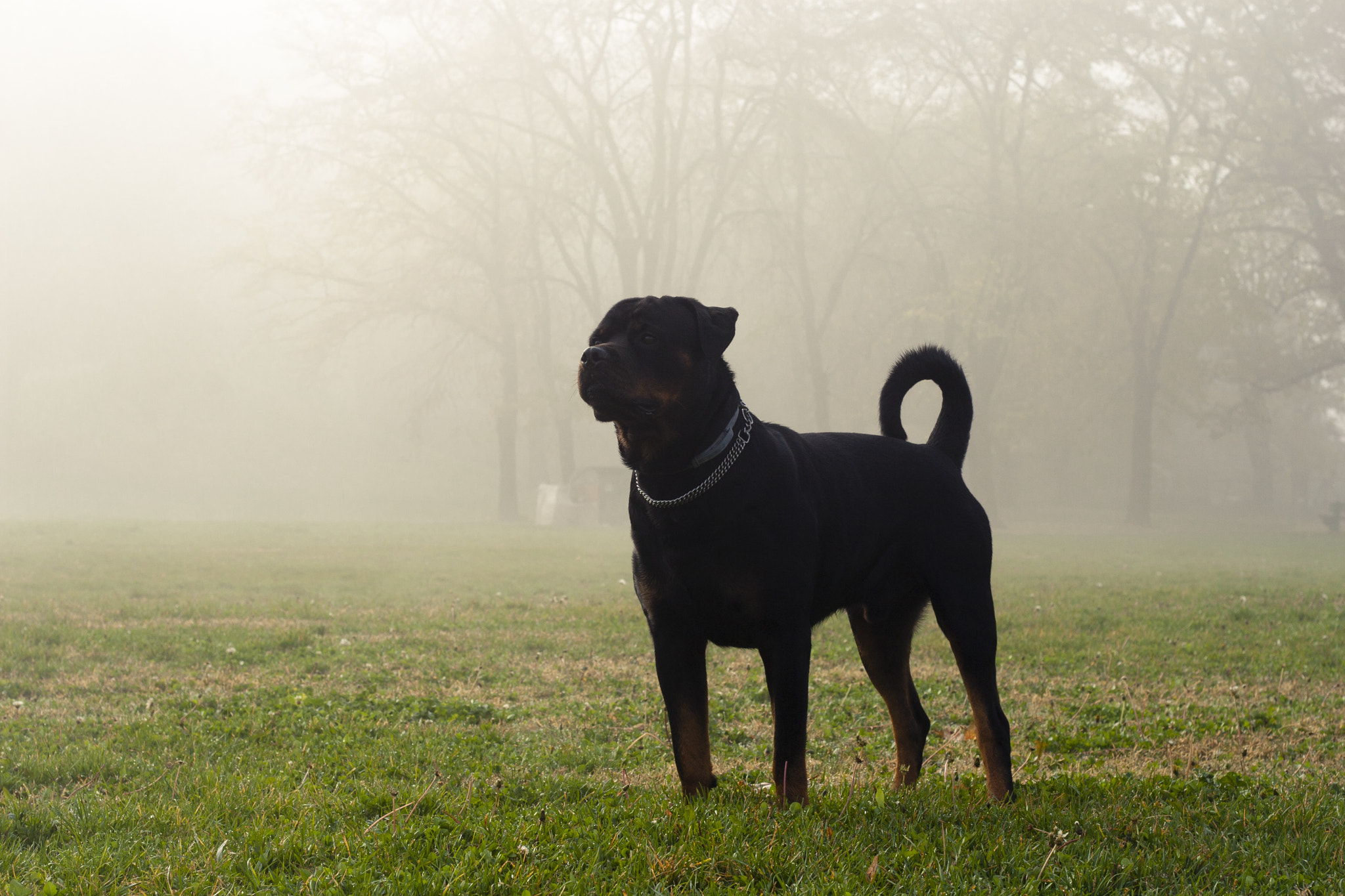 Canon EOS 30D sample photo. Rottweiler stands in park on a foggy morning photography