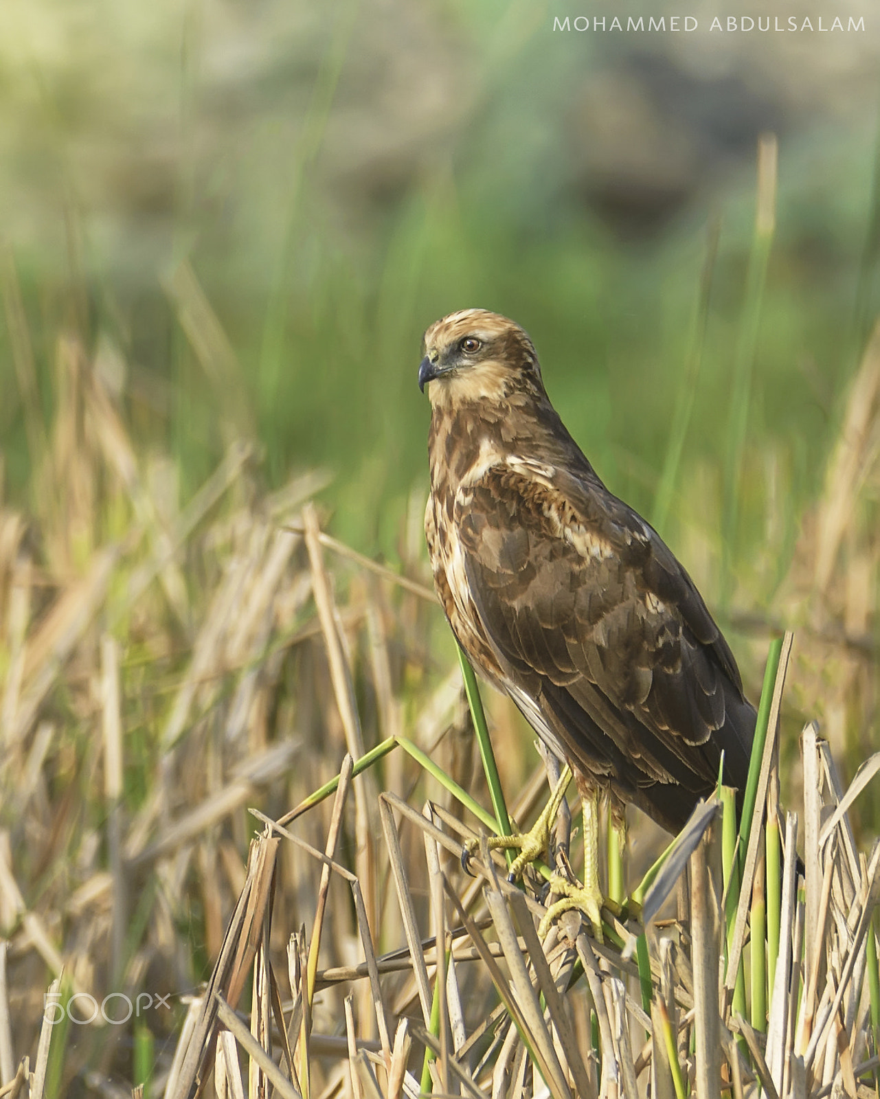 Nikon D610 sample photo. Bird photography