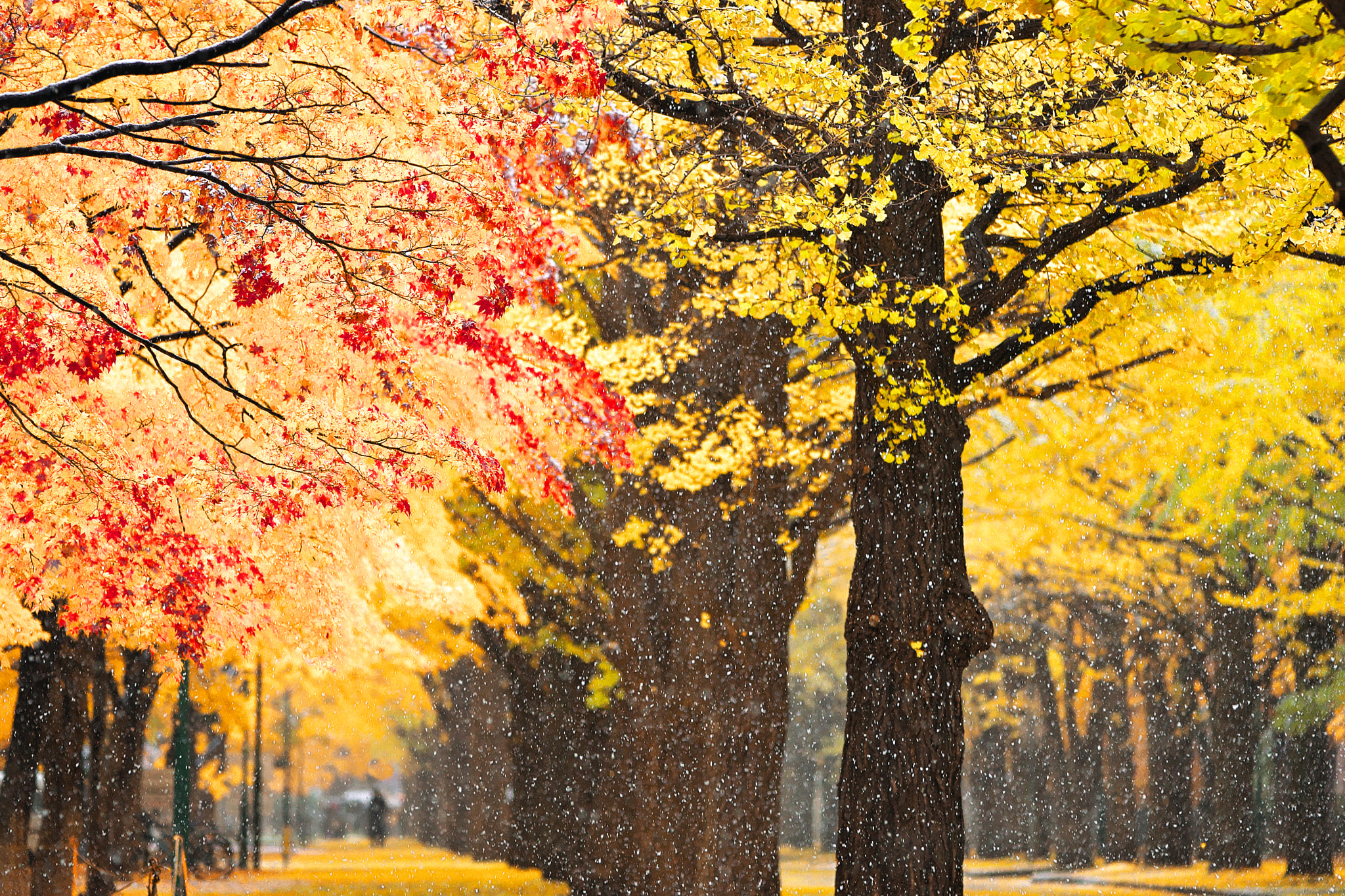 70-200mm F2.8 G SSM sample photo. Late autumn at hokudai campus photography