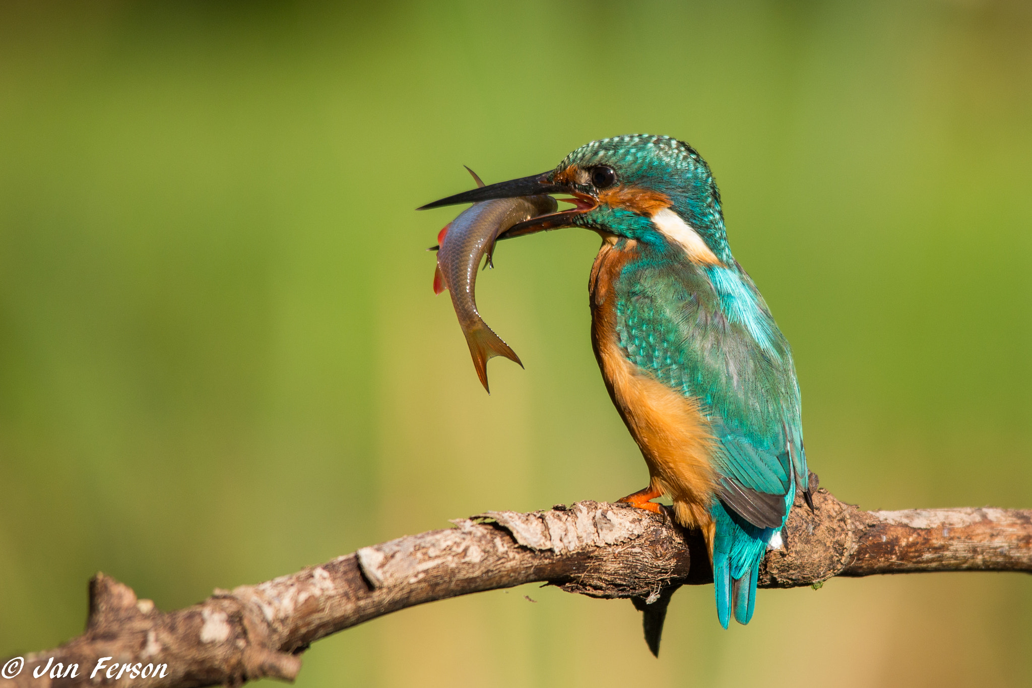 Sigma 150-500mm F5-6.3 DG OS HSM sample photo. Common kingfisher photography