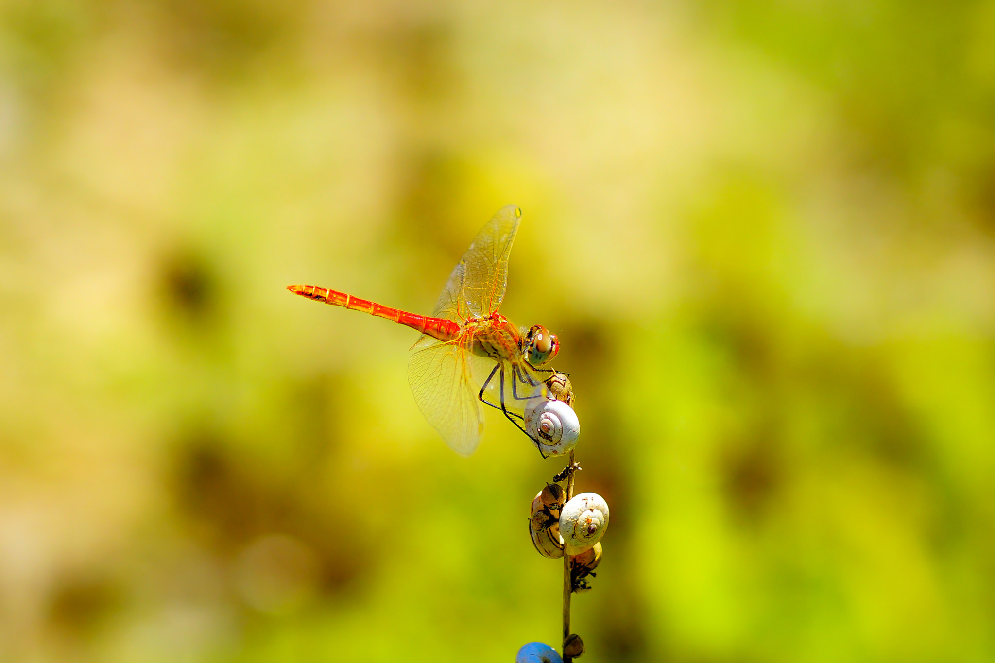 Sony a7 II + Sony 100mm F2.8 Macro sample photo