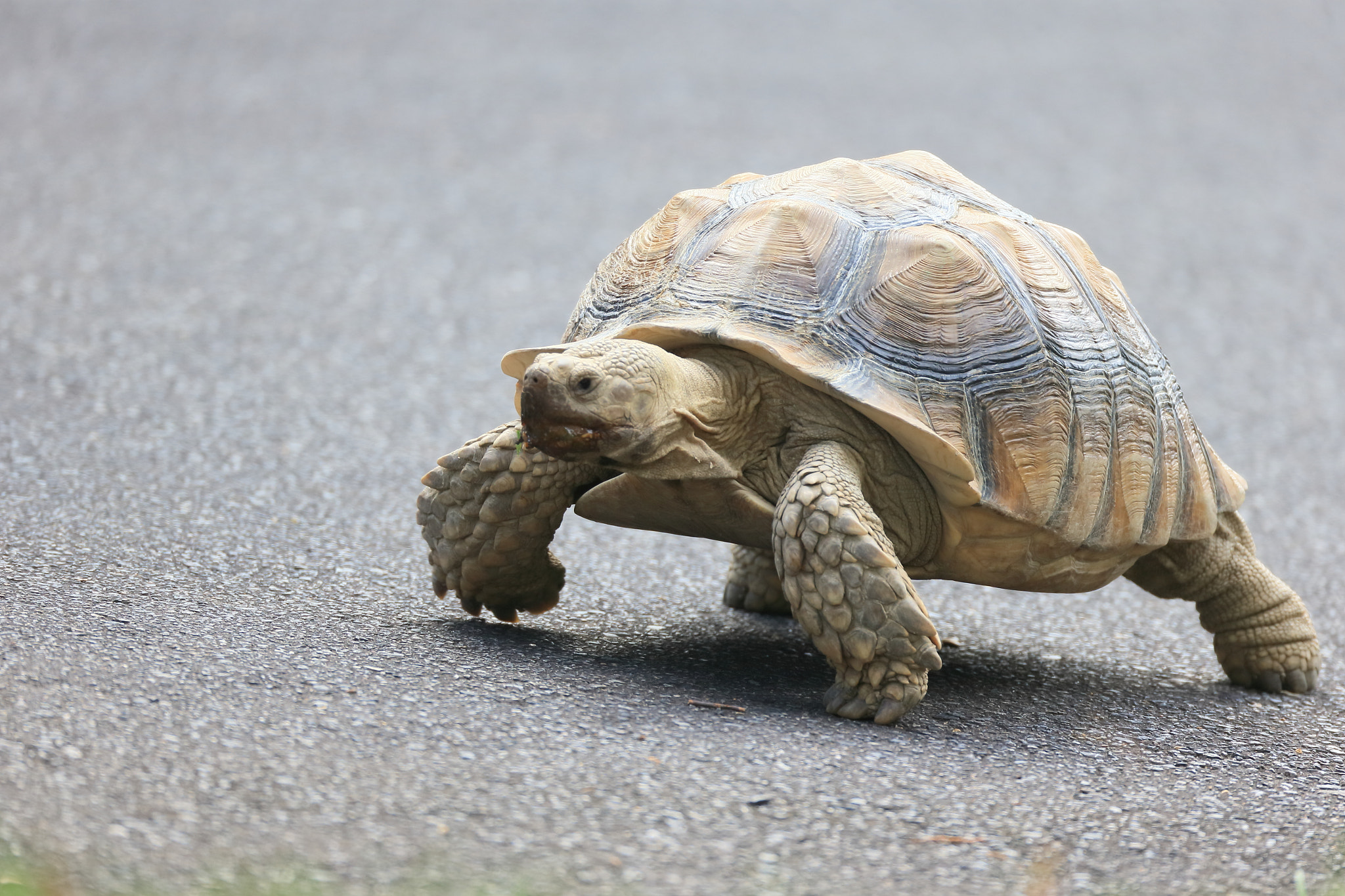 Canon EOS-1D X + Canon EF 800mm F5.6L IS USM sample photo. ゾウガメ？ photography