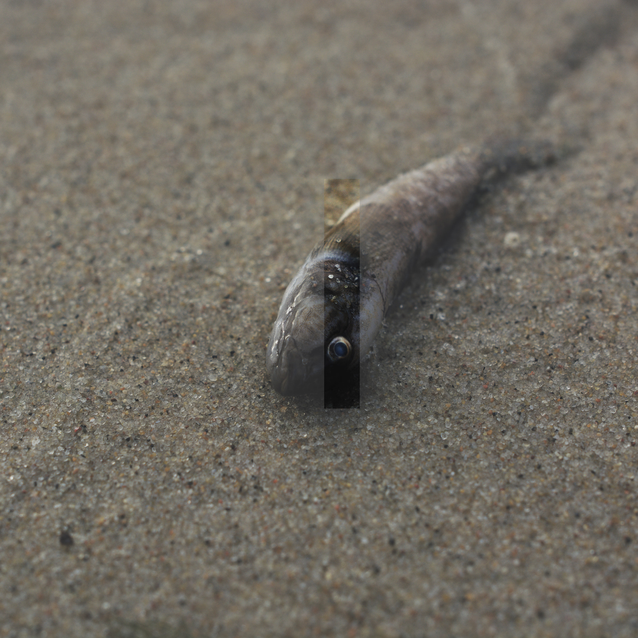 Samyang 35mm F1.4 AS UMC sample photo. Fish photography