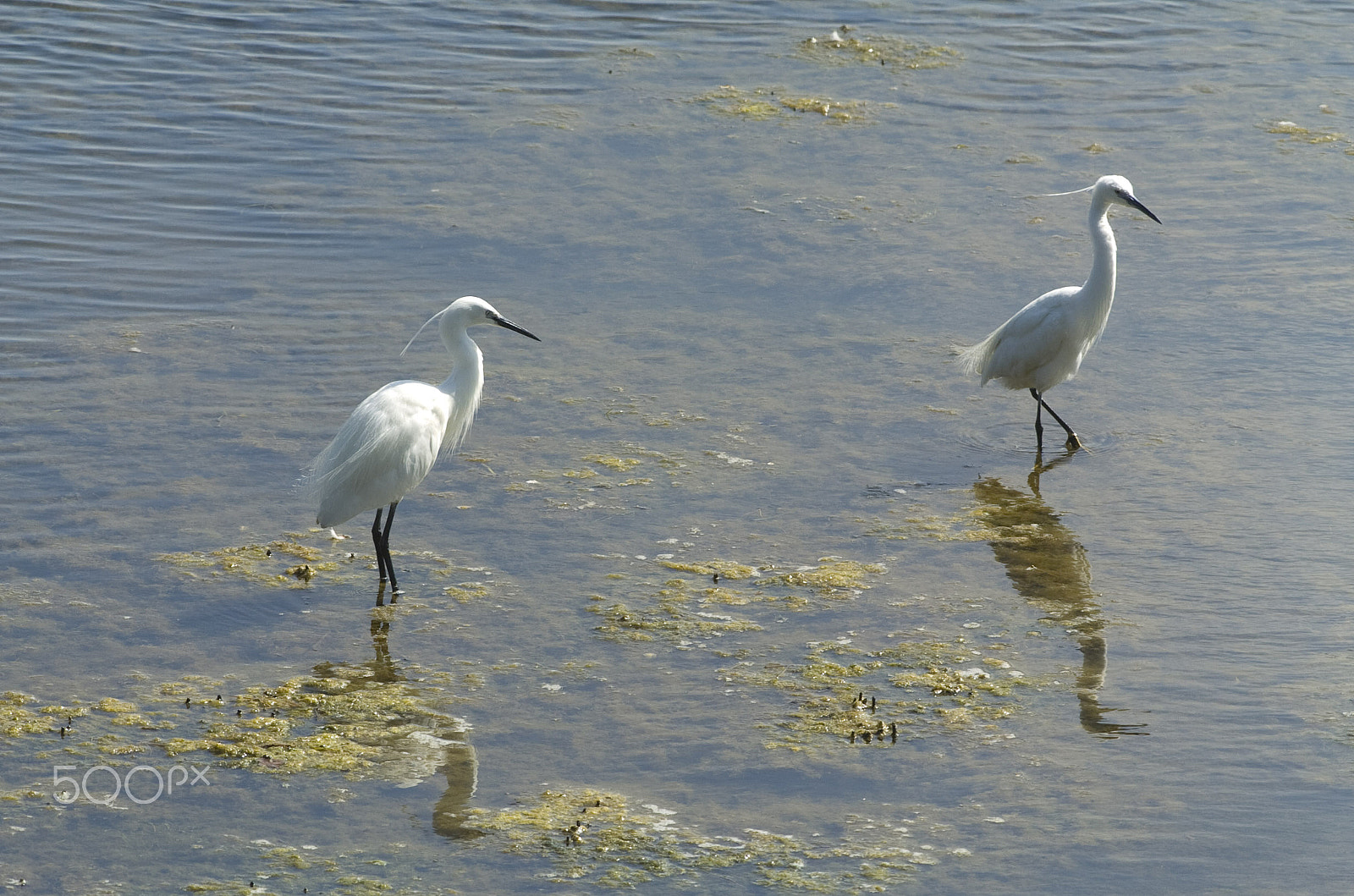 Nikon D2H sample photo. Aigrette garzette photography