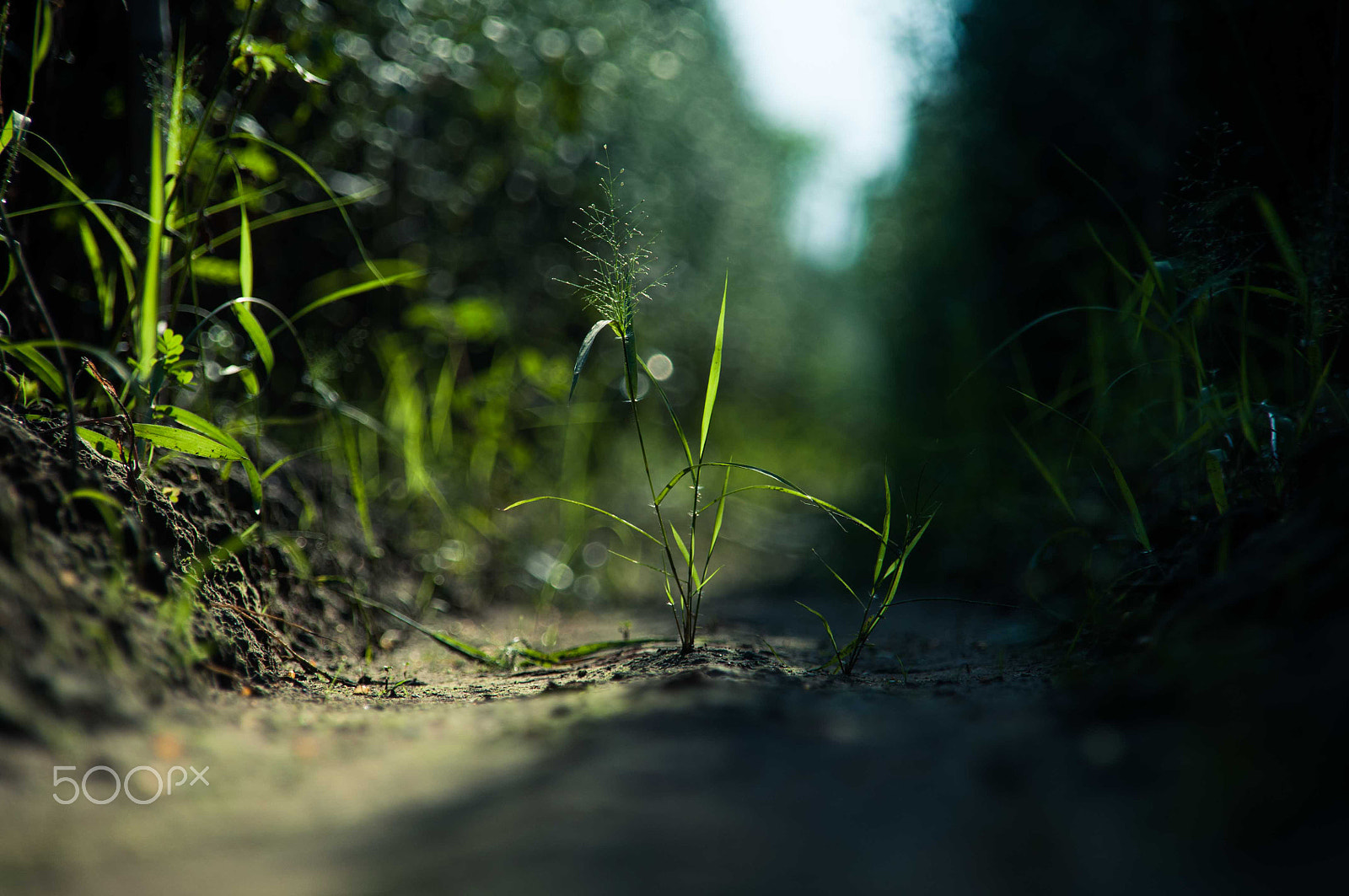 Nikon D90 + Sigma 18-200mm F3.5-6.3 DC sample photo. Green life photography