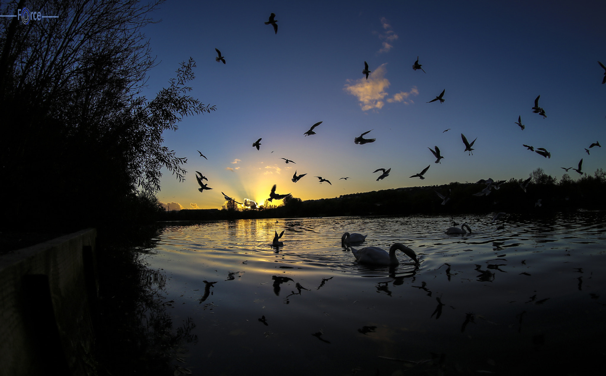 Canon EOS 6D + Canon EF 8-15mm F4L Fisheye USM sample photo. Swans on lake photography