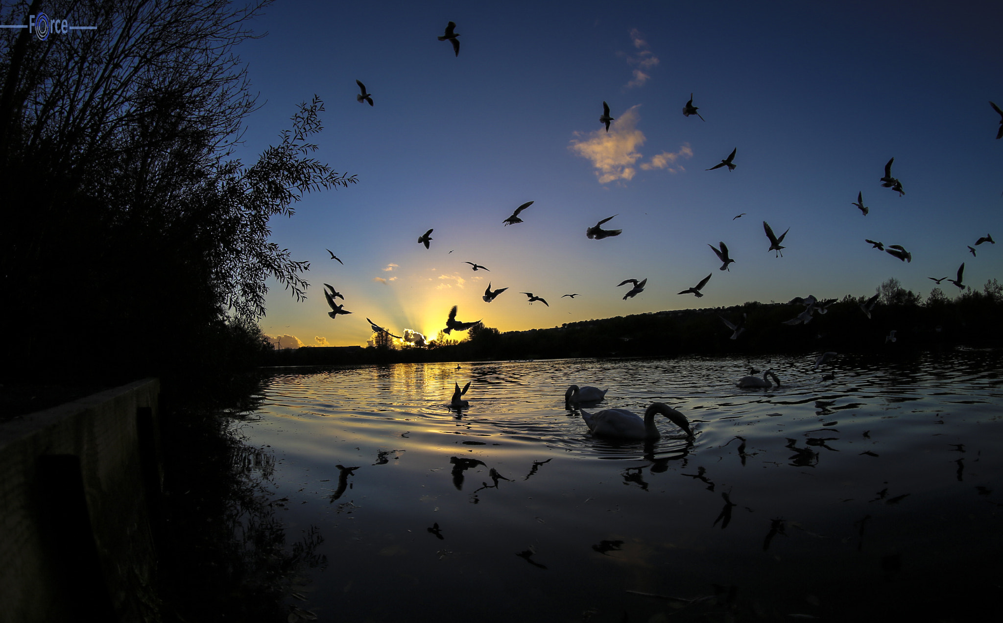 Canon EF 8-15mm F4L Fisheye USM sample photo. Swans on lake photography