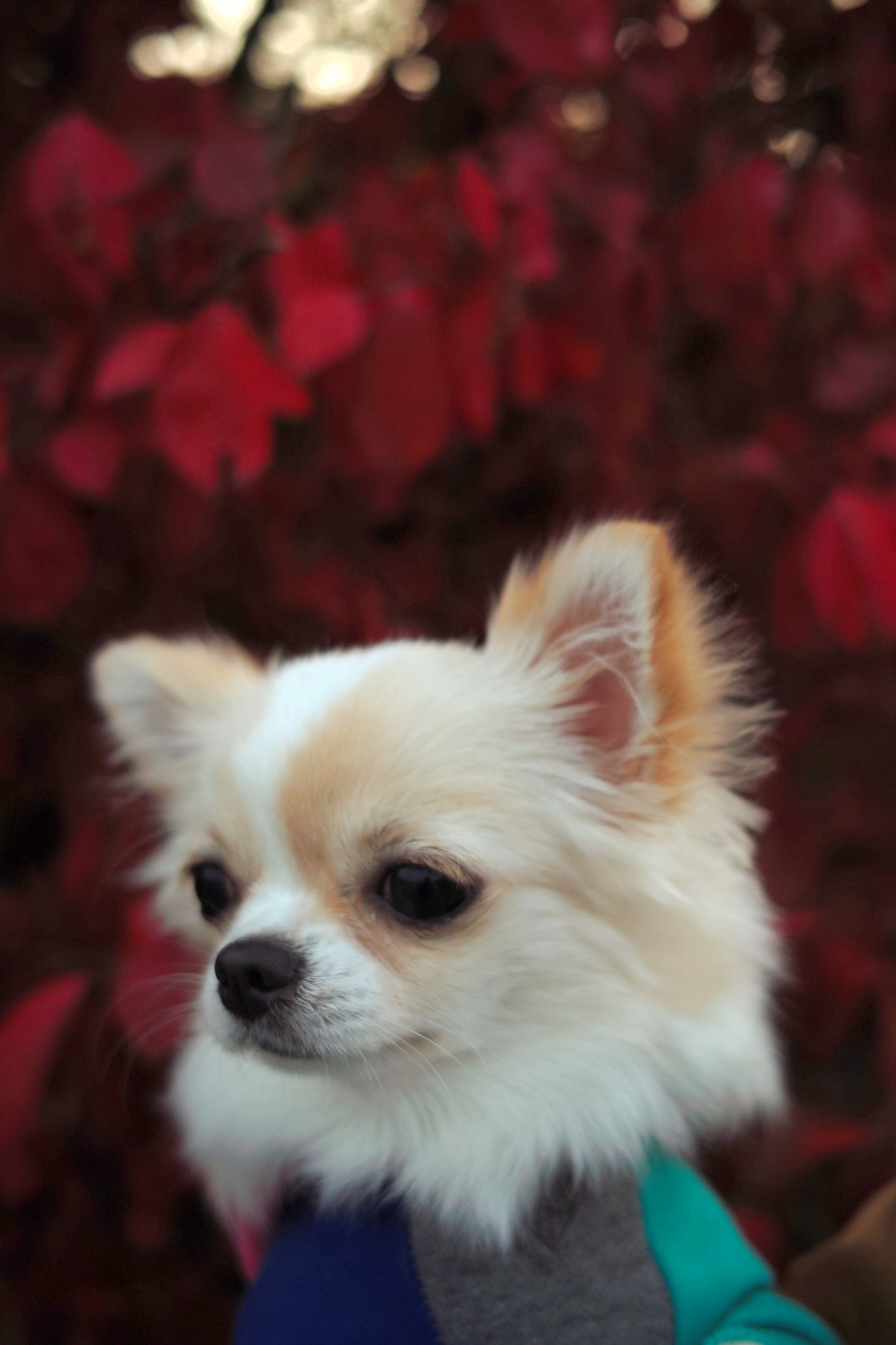 Sigma DP2 sample photo. Autumn photography