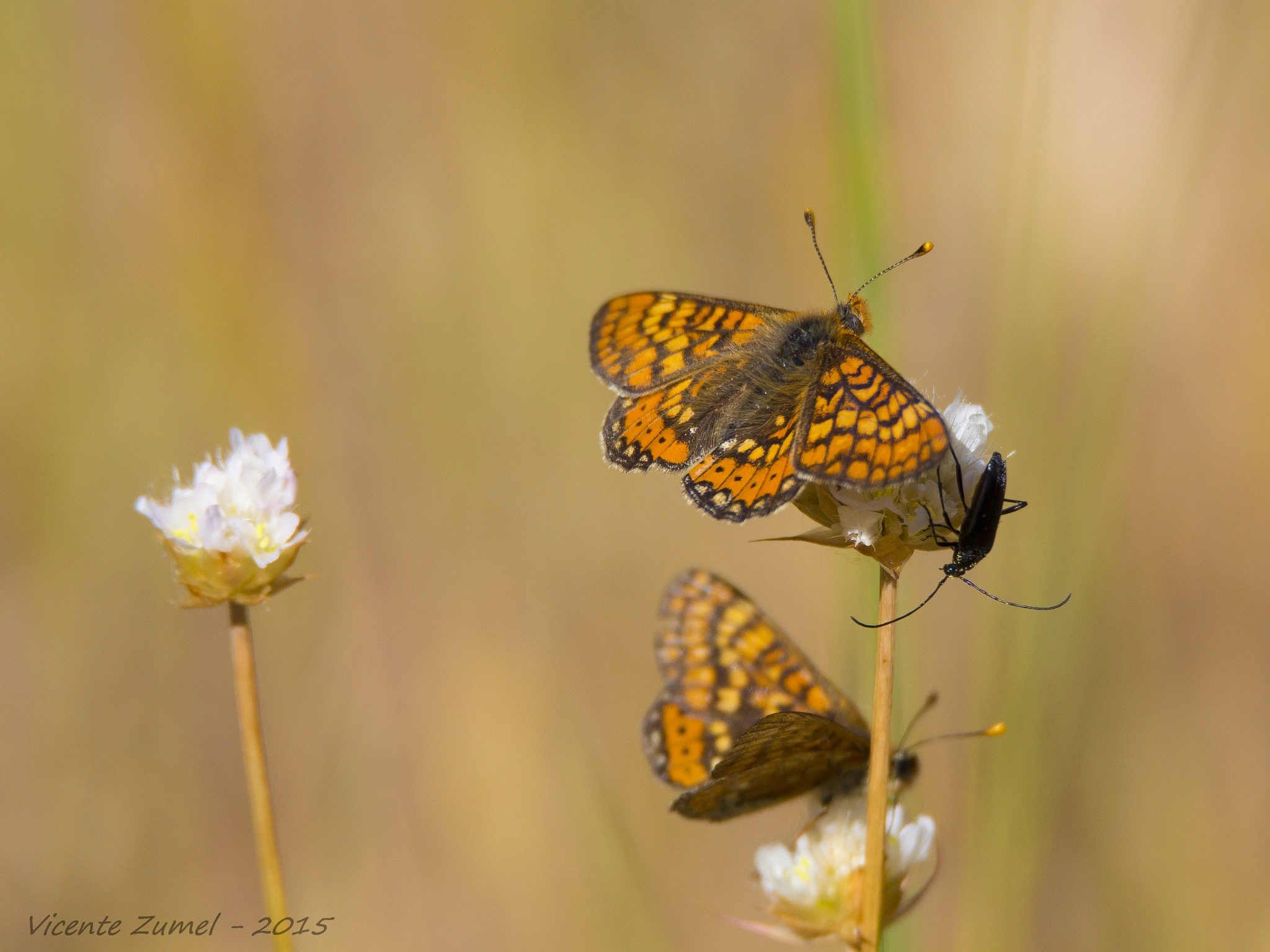 Tamron SP 150-600mm F5-6.3 Di VC USD sample photo. Crowded flowers photography