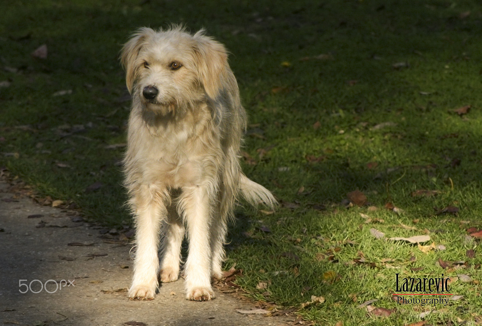 Canon EF 100-300mm F4.5-5.6 USM sample photo. Left, lost, lonely and sad photography