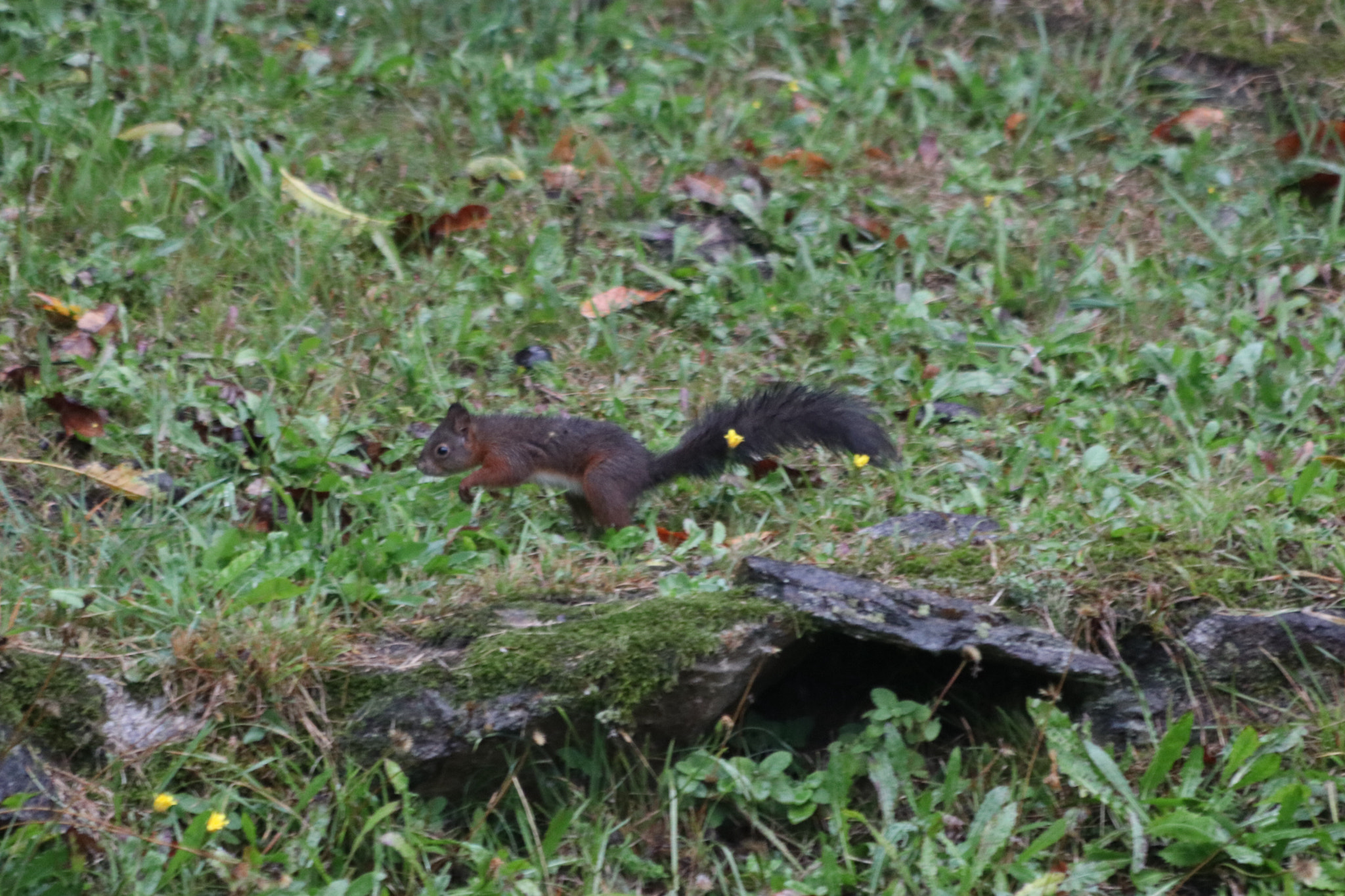 Canon EF 70-300mm F4-5.6 IS USM sample photo