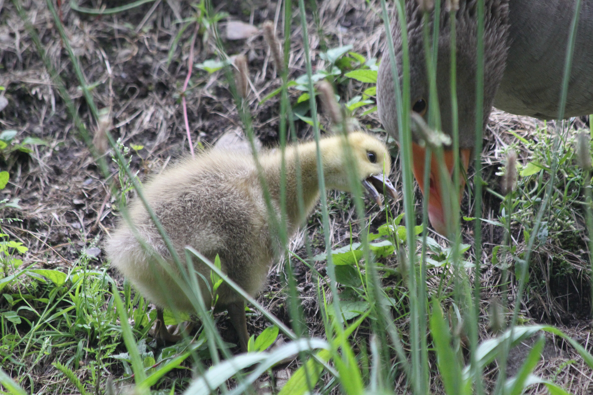 Canon EF 70-300mm F4-5.6 IS USM sample photo