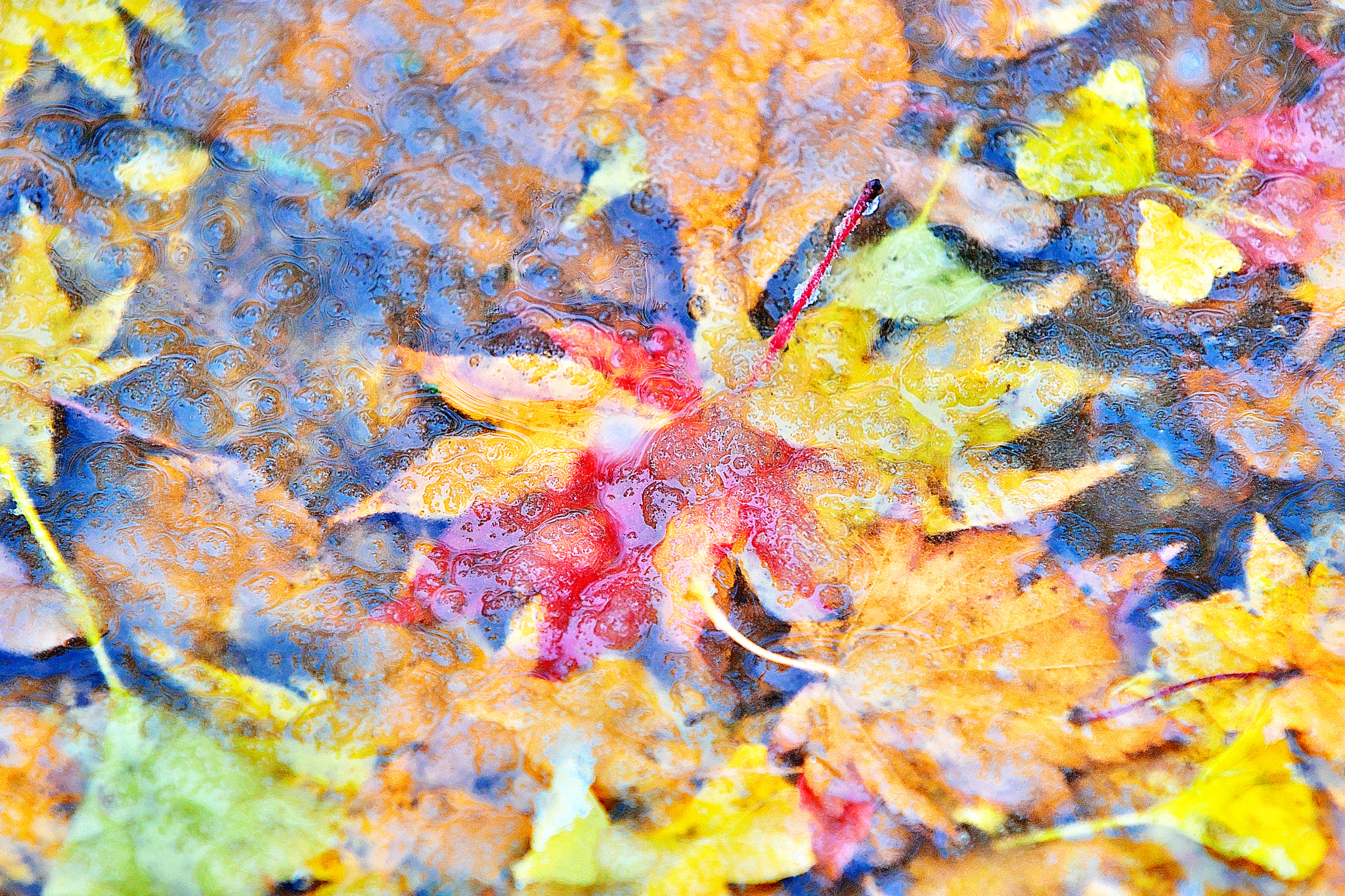 70-200mm F2.8 G SSM sample photo. Sorbet de la couleur d'automne photography