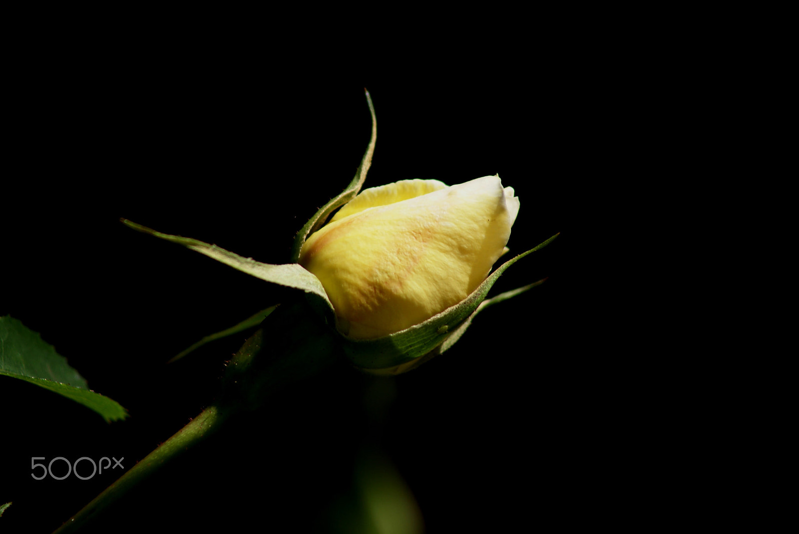 Sony Alpha DSLR-A100 sample photo. Hope photography
