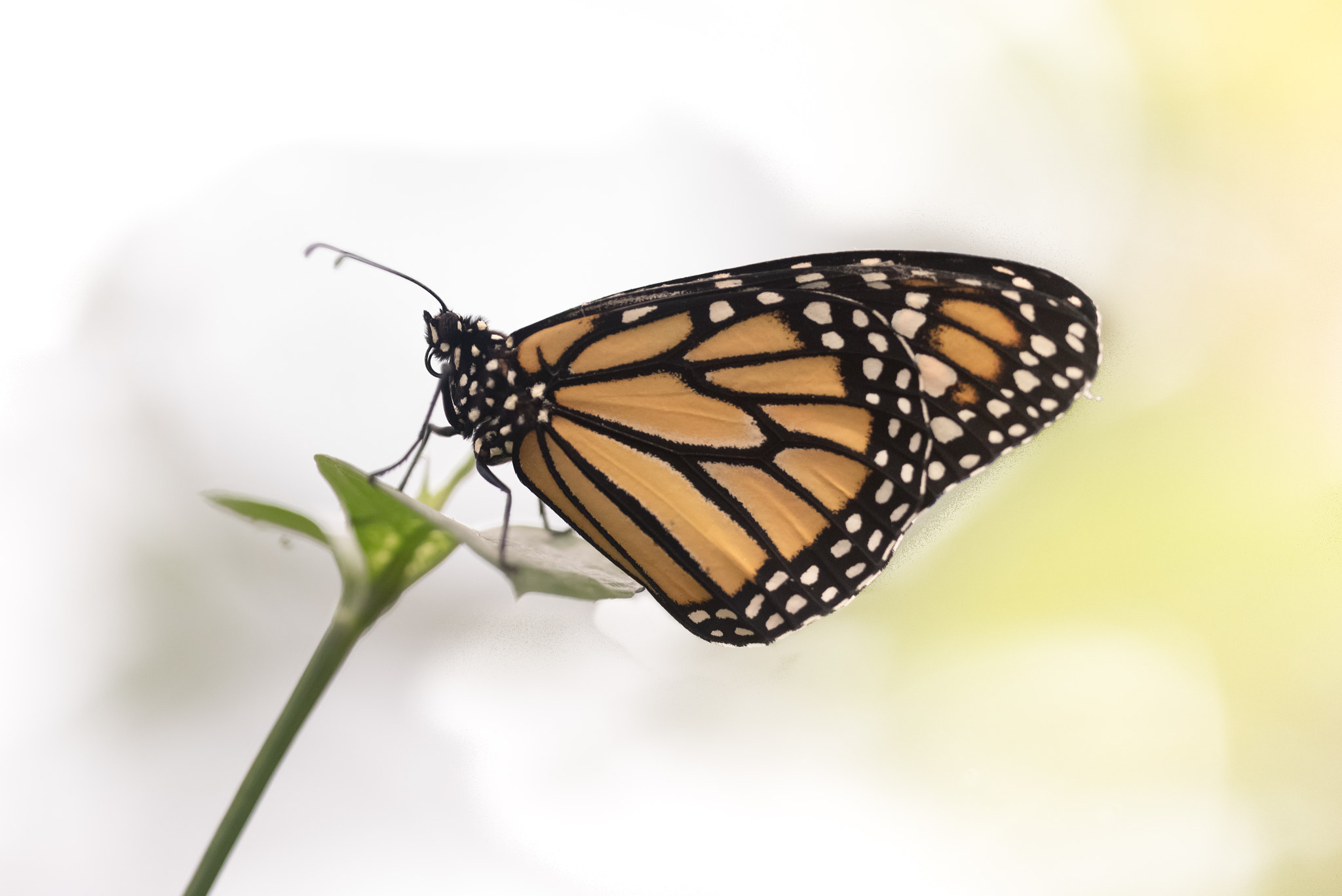 Sigma 150mm F2.8 EX DG OS Macro HSM sample photo. Monarque photography