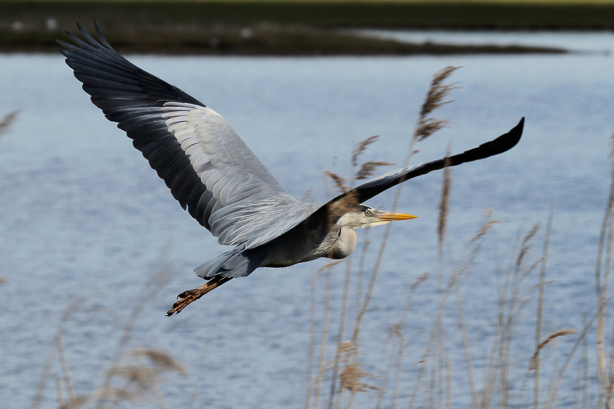 Canon EF 100-400mm F4.5-5.6L IS USM sample photo. Riker's flight photography