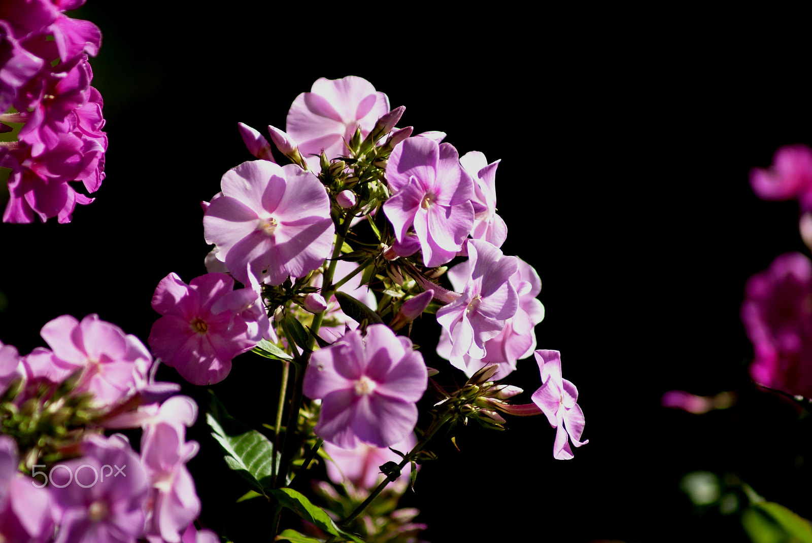Sony Alpha DSLR-A100 sample photo. Plant with garden photography