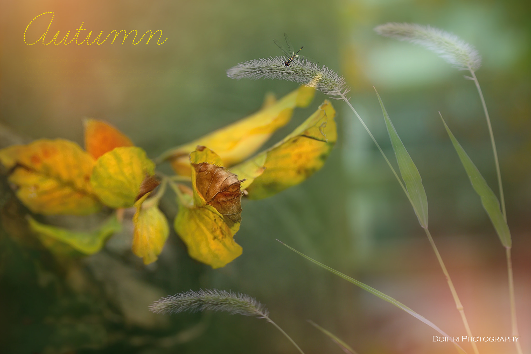 Sigma 24-70mm F2.8 EX DG Macro sample photo. Autumn my love photography