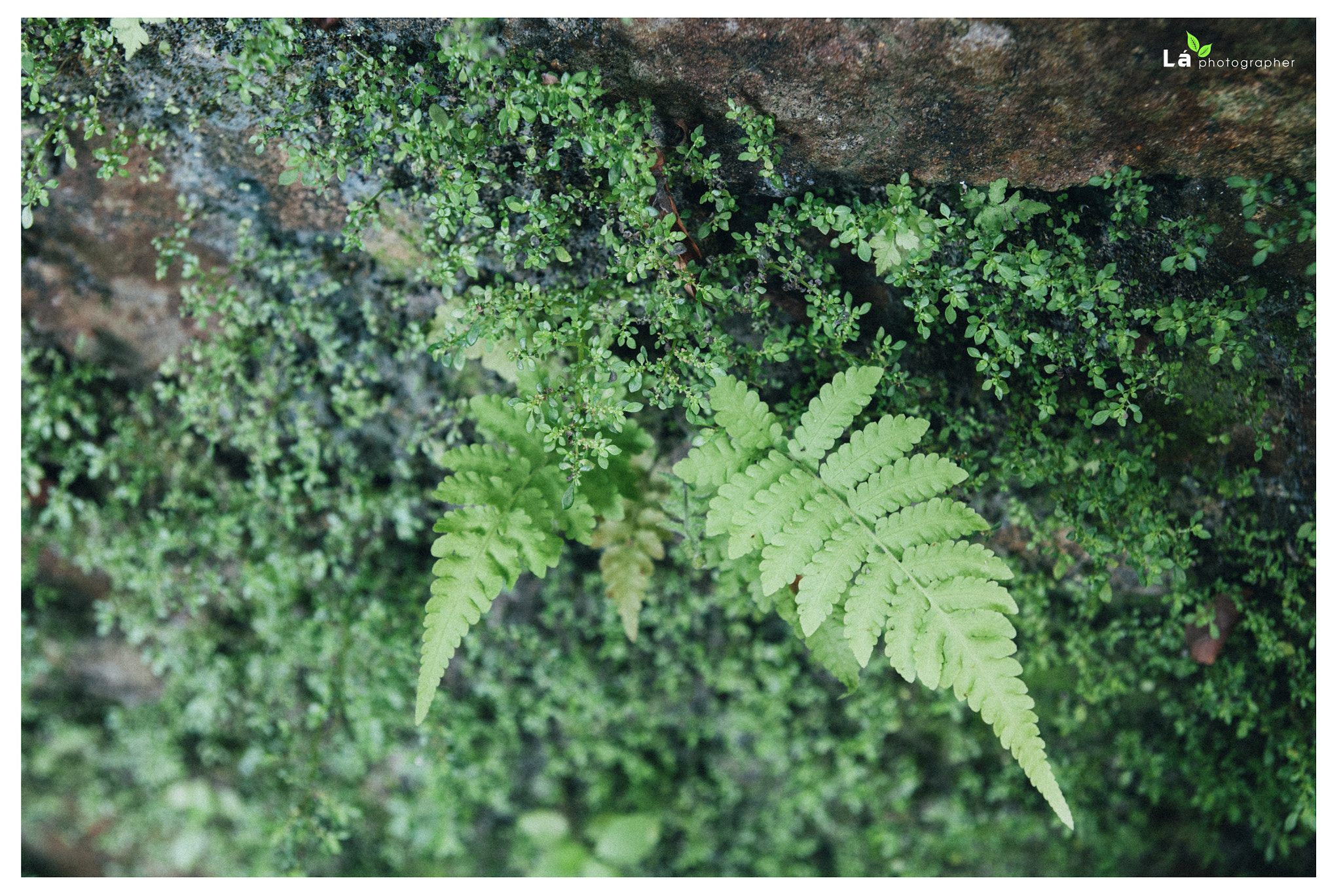 Nikon D300S sample photo. Dương xỉ photography