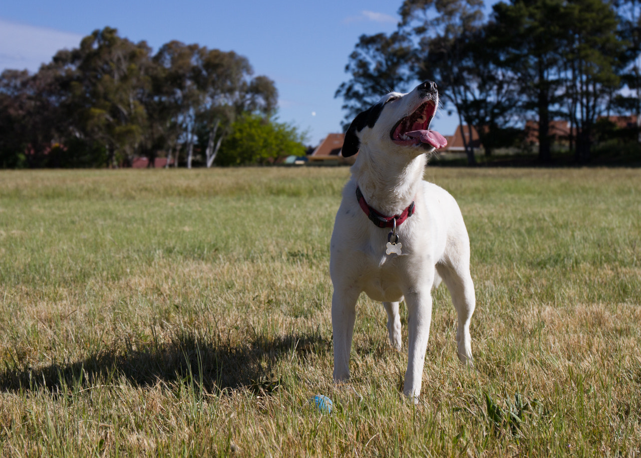 Canon EF 24-70mm F4L IS USM sample photo. Chuffed photography