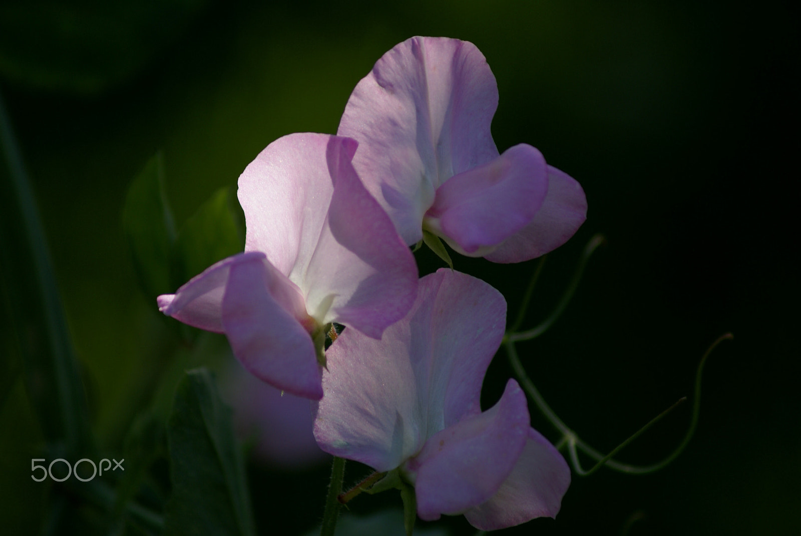 Sony Alpha DSLR-A100 sample photo. Gentle light photography