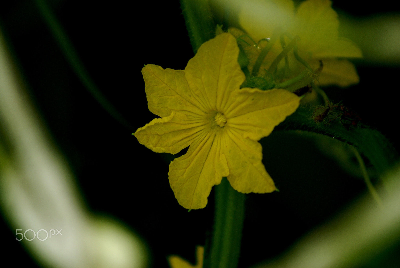 Sony Alpha DSLR-A100 sample photo. Cucumber blossom photography