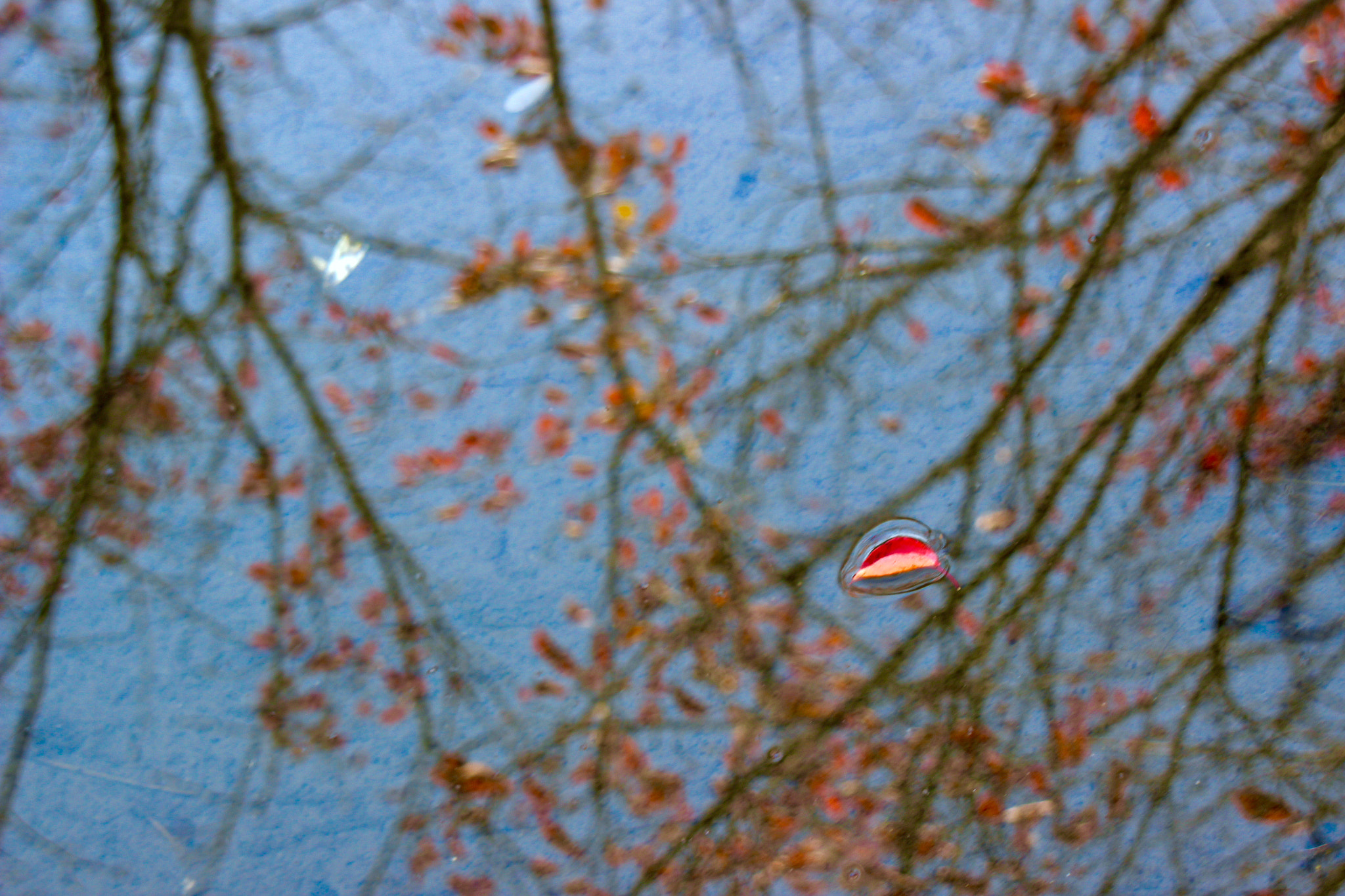 Canon EOS 600D (Rebel EOS T3i / EOS Kiss X5) sample photo. Sweet little red leaf photography
