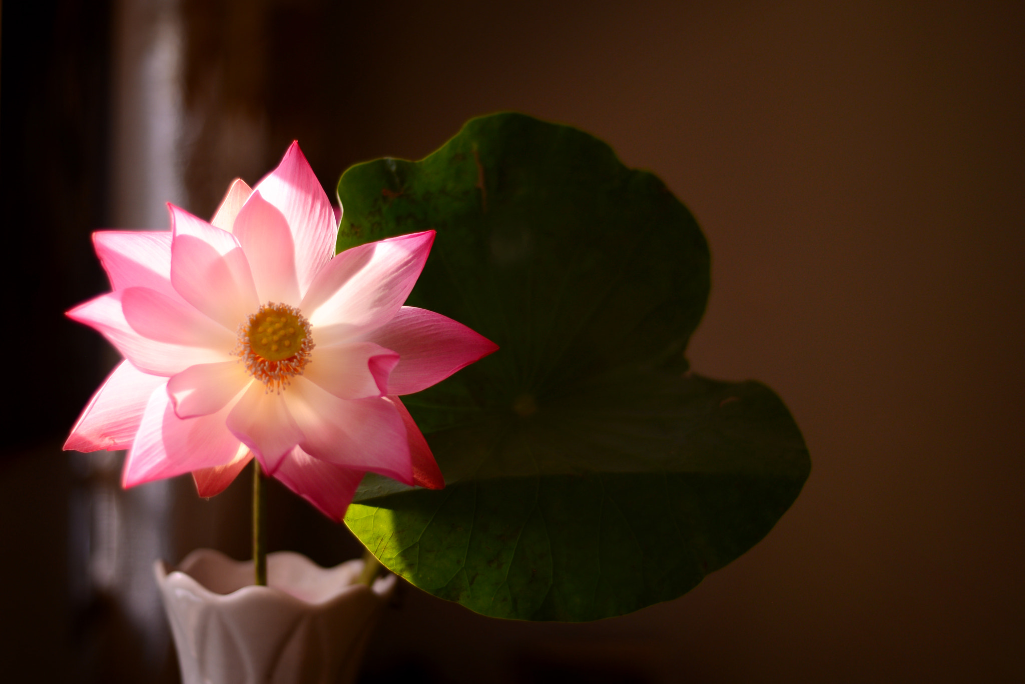 Nikon D600 sample photo. Lighting lotus photography