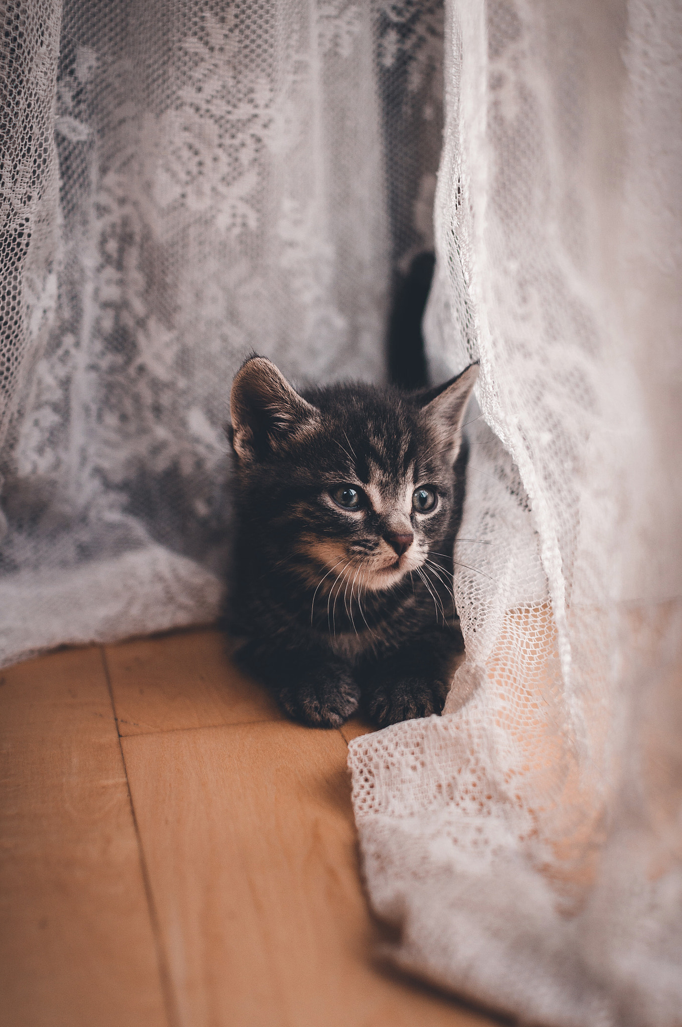 Sigma 30mm F1.4 EX DC HSM sample photo. Just sitting here and looking cute. photography