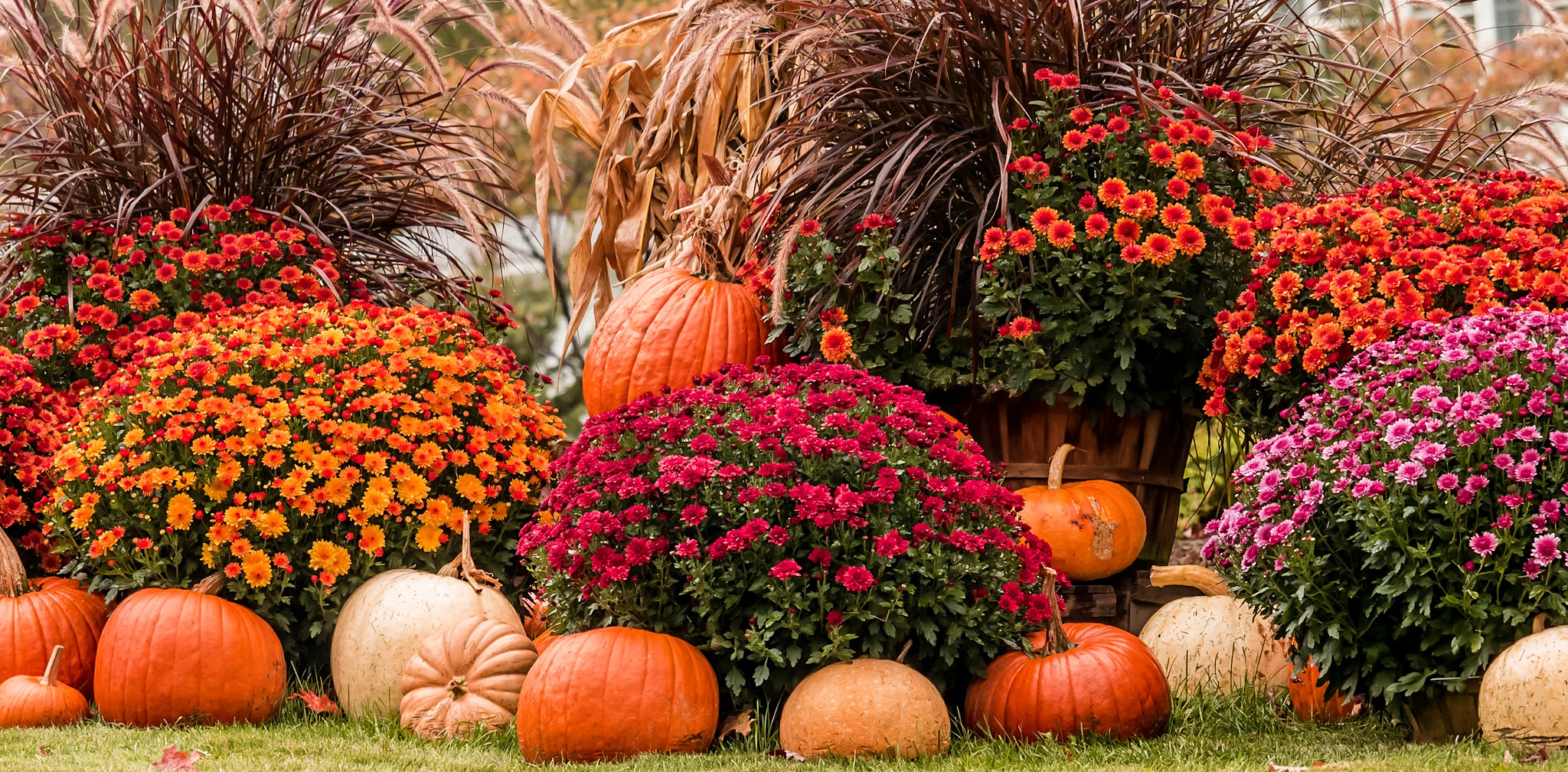 Canon EF-S 55-250mm F4-5.6 IS STM sample photo. The accessories of autumn.. photography