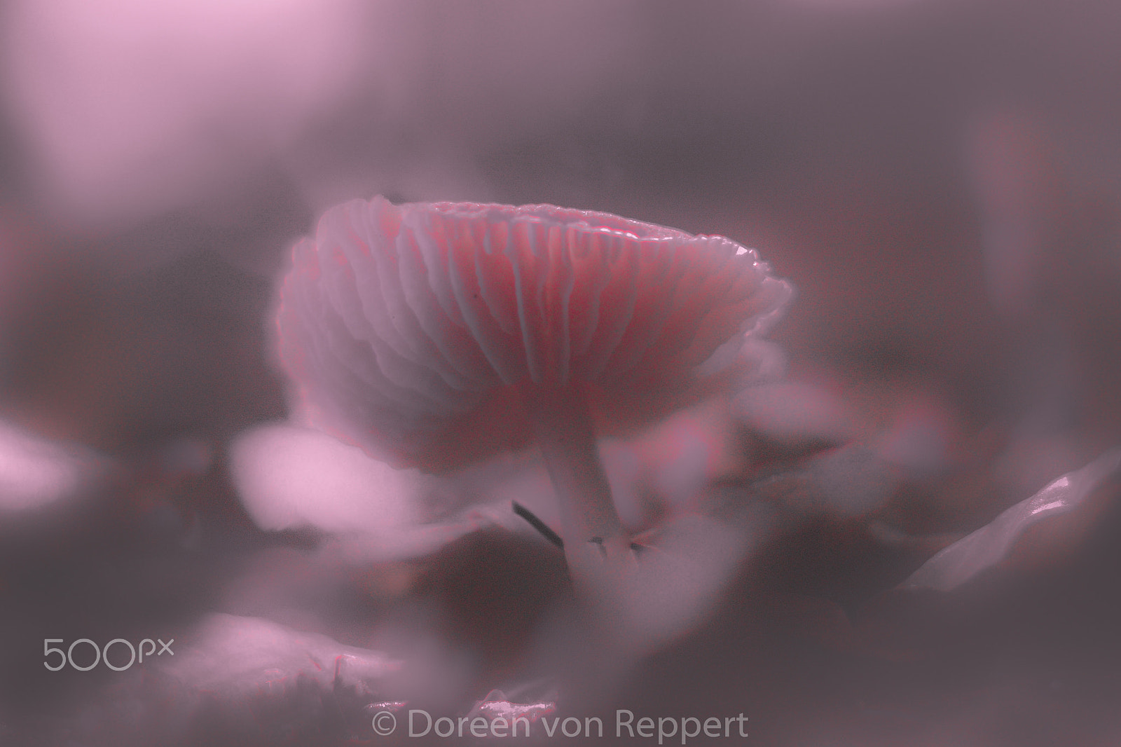 Nikon D5300 + Nikon AF-S Nikkor 50mm F1.4G sample photo. Magic mushroom  photography