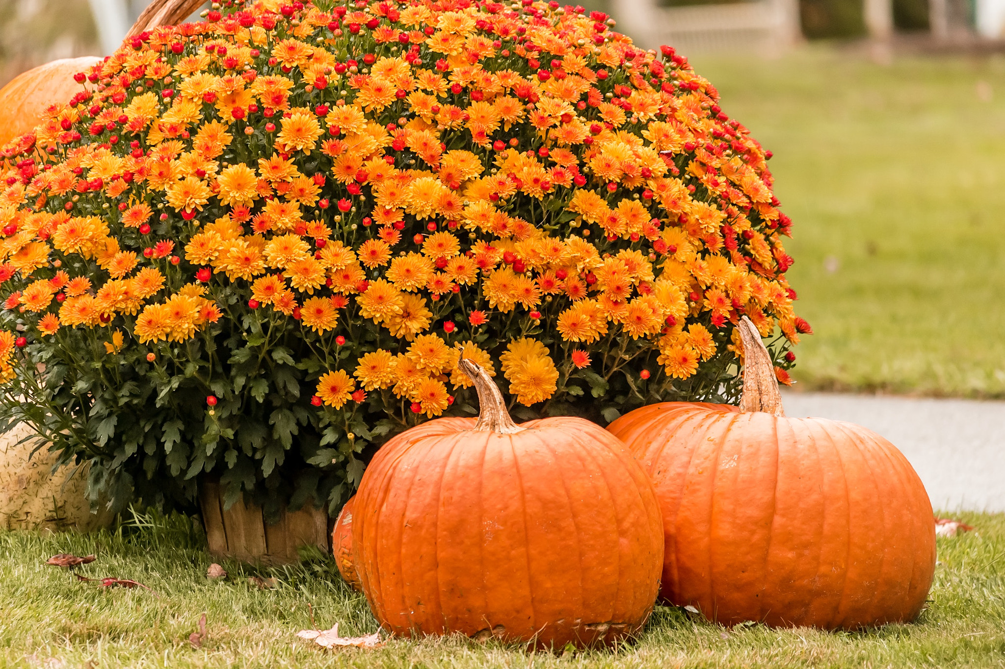 Canon EF-S 55-250mm F4-5.6 IS STM sample photo. The accessories of autumn, beautiful colors. photography