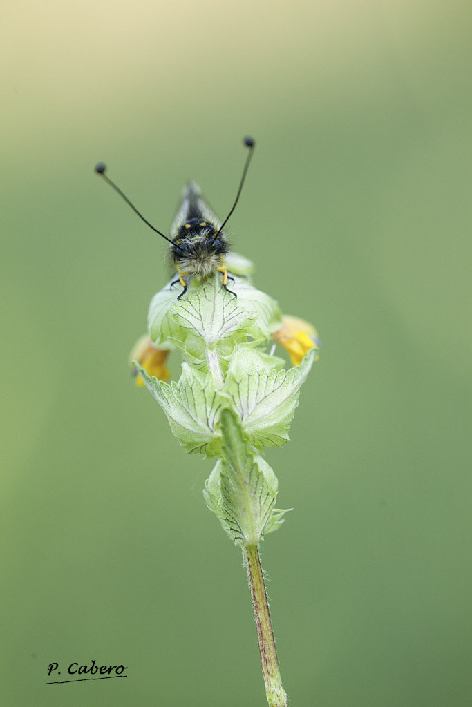 Canon EF 180mm F3.5L Macro USM sample photo. Libelloide coccajus.jpg photography