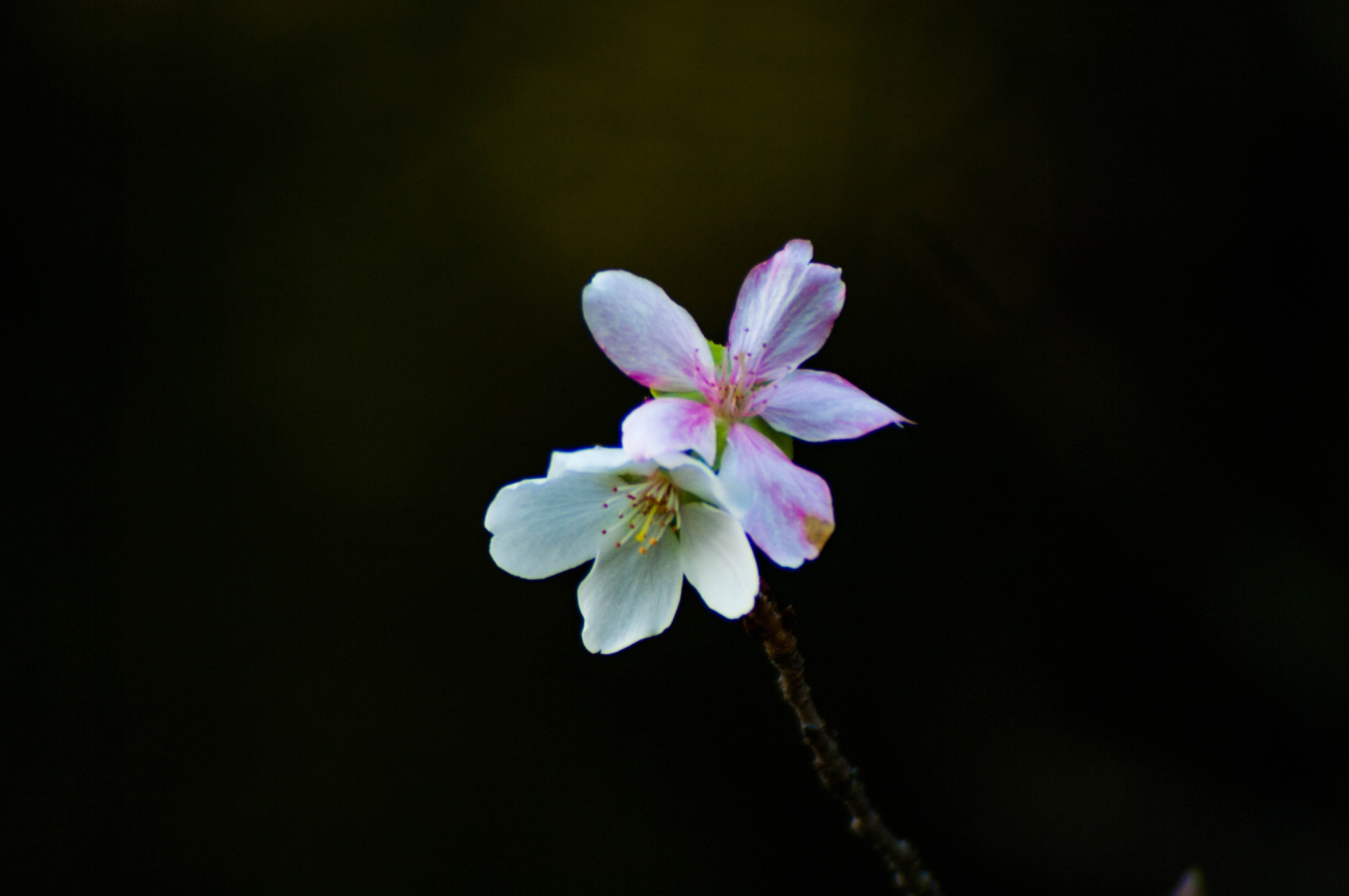 Pentax K20D + Cosina AF 100-300mm F5.6-6.7 sample photo. Winter cherry photography