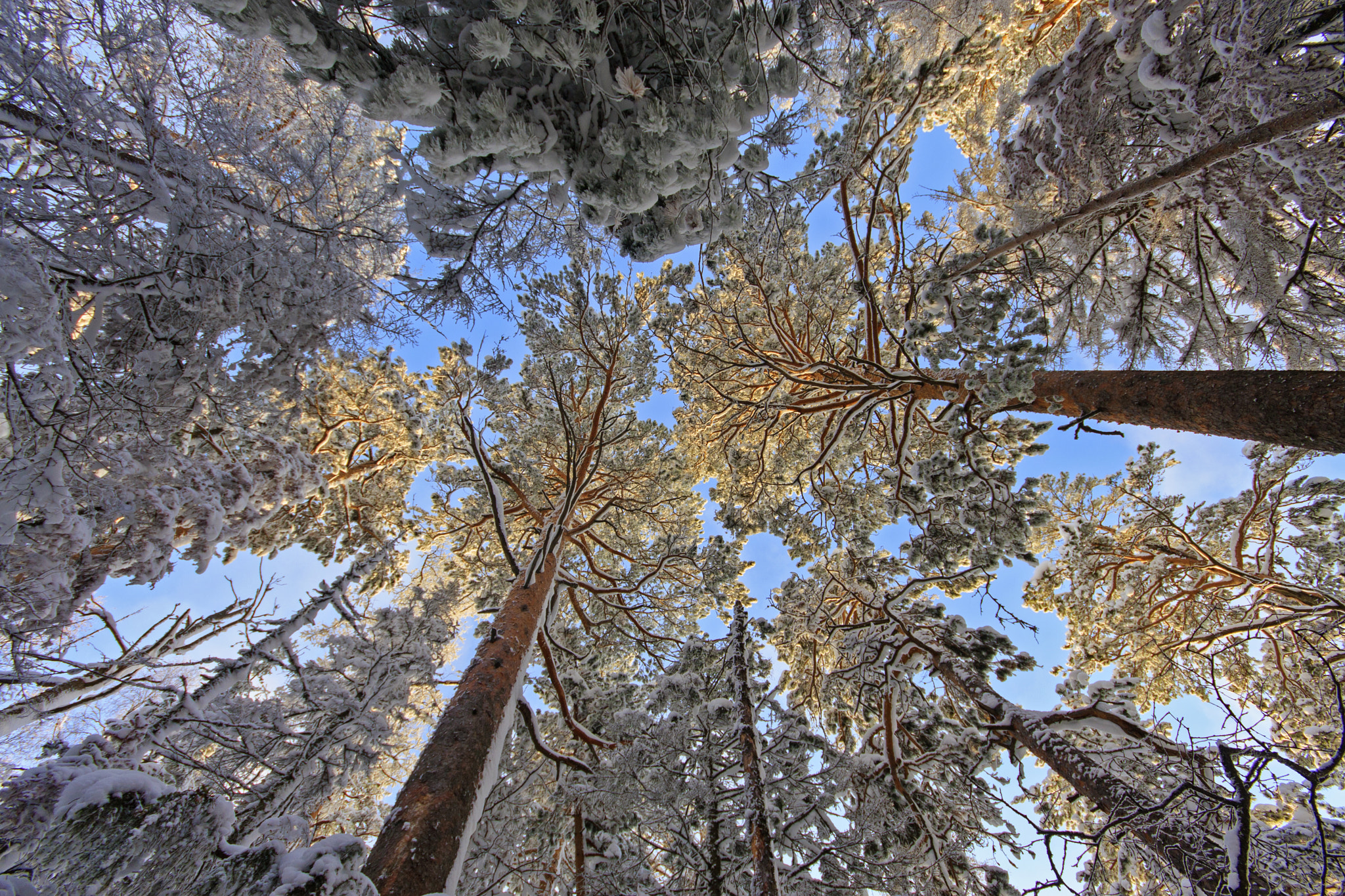 Canon EOS 40D + Sigma 10-20mm F4-5.6 EX DC HSM sample photo. Зимний лес photography