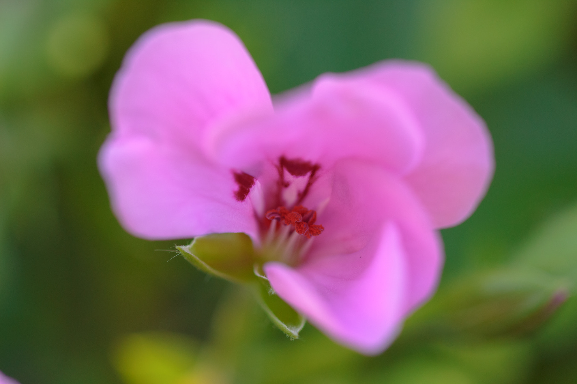 Sigma 105mm F2.8 EX DG OS HSM sample photo. Fleur photography