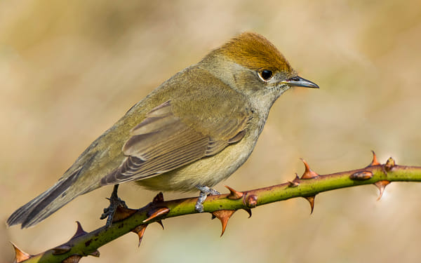 NIKONＤ5300 Nikon D5300 + Nikon AF-S Nikkor 80-400mm F4.5-5.6G ED VR