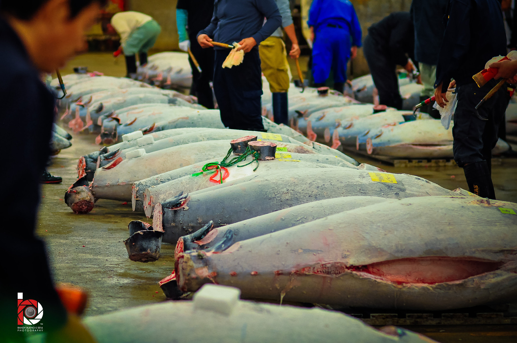 Nikon D90 + Nikon AF Nikkor 85mm F1.8D sample photo. Tuna auction at tsukiji fish market (japan) photography