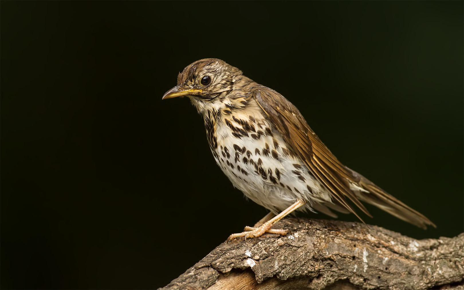 Canon EF 500mm F4L IS USM sample photo. Song trush photography