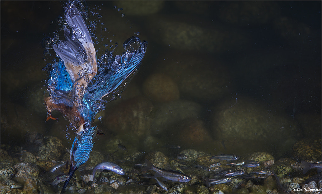 Canon EF 70-200mm F2.8L IS USM sample photo. Martin de pesca photography