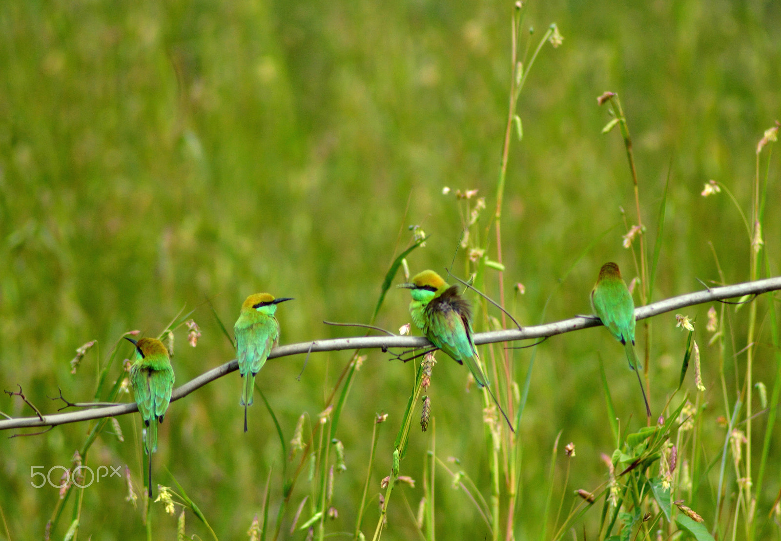 Nikon AF Nikkor 70-300mm F4-5.6G sample photo. Green bee eater photography