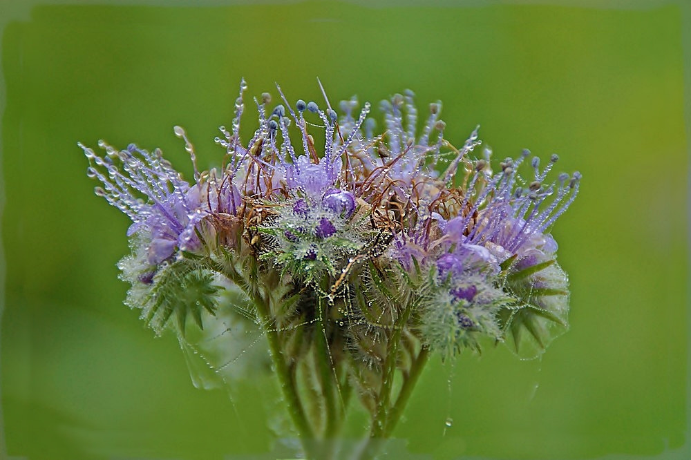 Sony Alpha DSLR-A290 sample photo. Phacelia photography