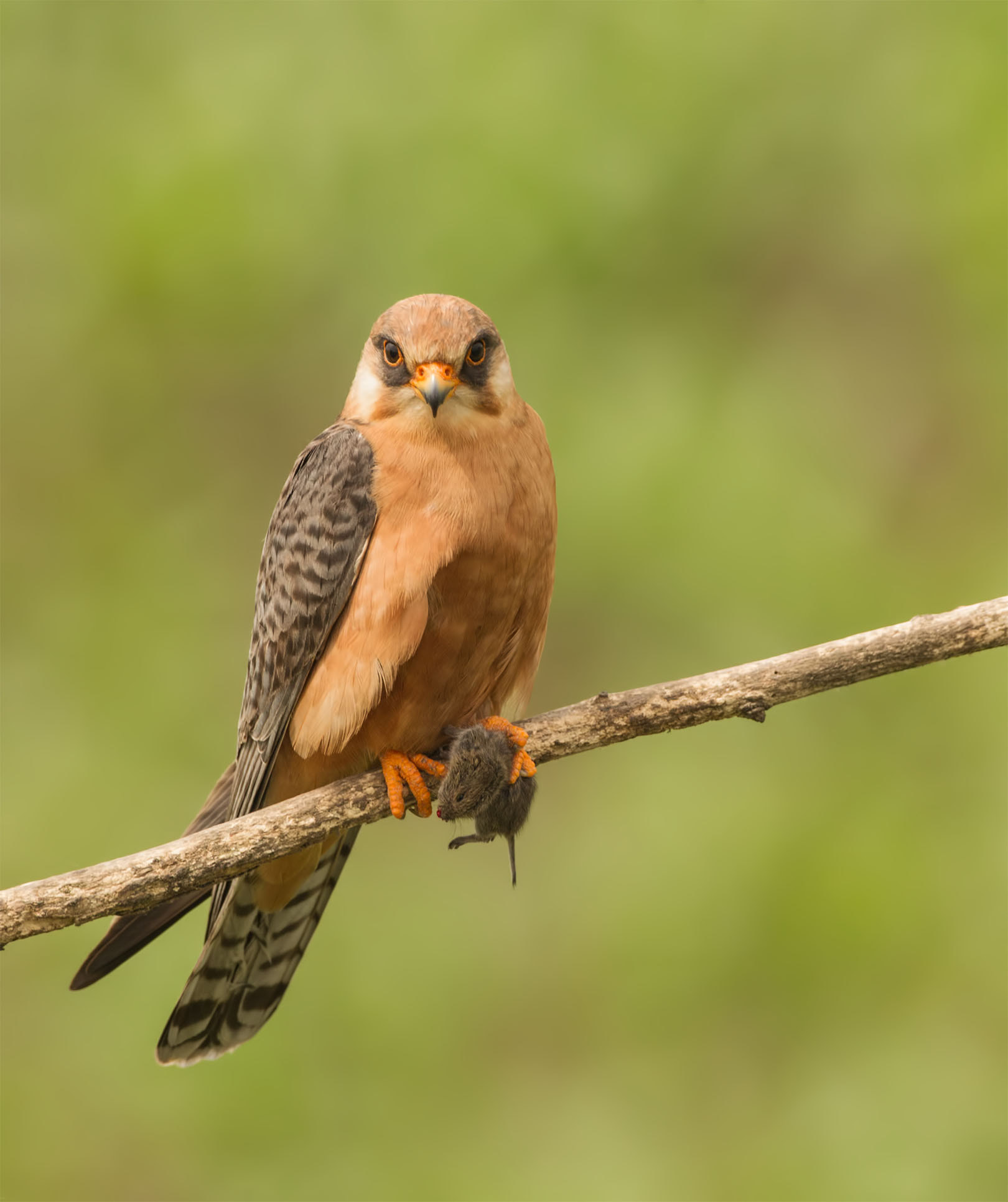 Canon EF 500mm F4L IS USM sample photo. Red footed falcon photography