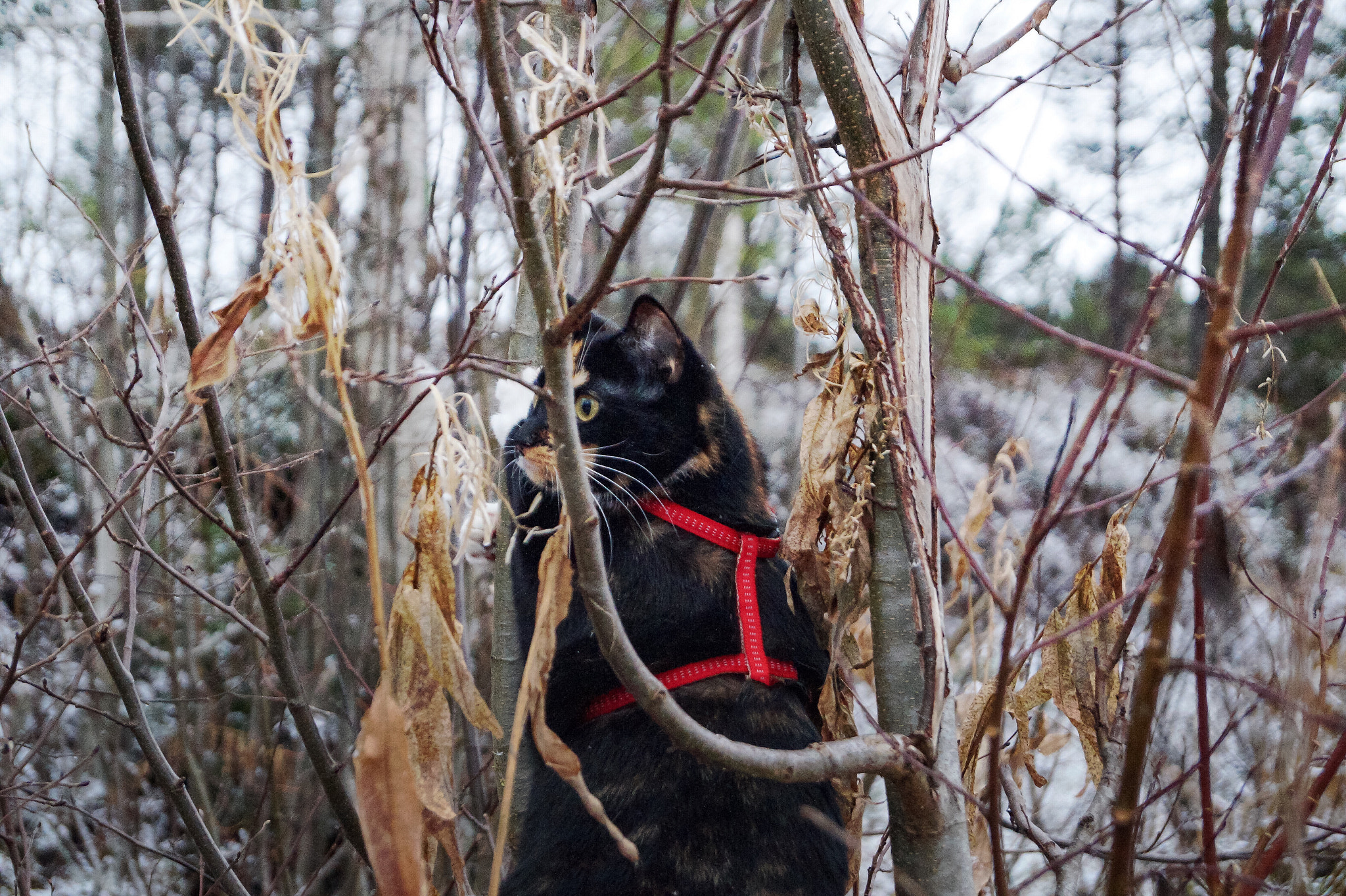 Sony DT 18-55mm F3.5-5.6 SAM II sample photo. Cat in a tree photography