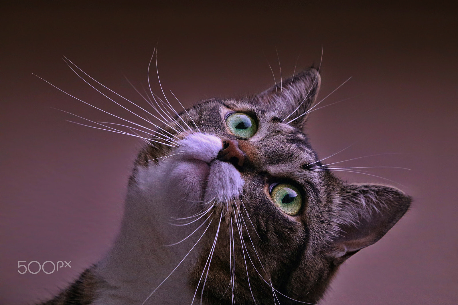 Canon EF 28-105mm f/3.5-4.5 USM sample photo. The cat glance photography