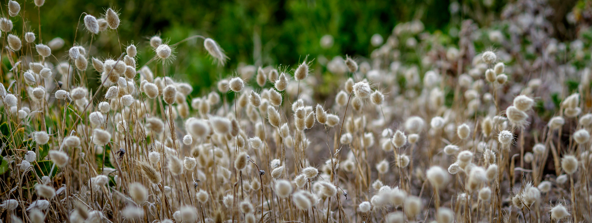 Canon EF-S 55-250mm F4-5.6 IS II sample photo. Wee cotton tails photography